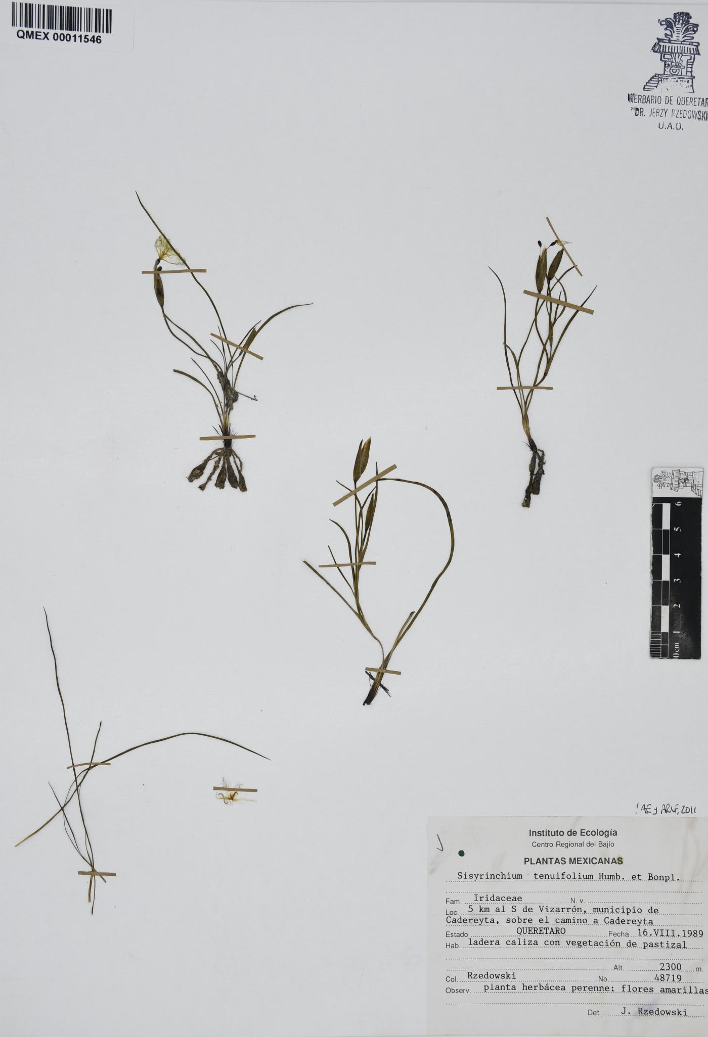 Sisyrinchium tenuifolium image